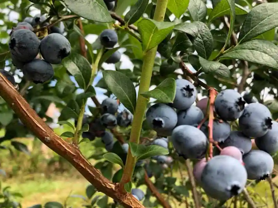 Orchard Ridge Farm