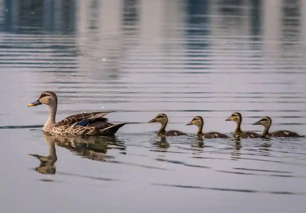 Duck Pond