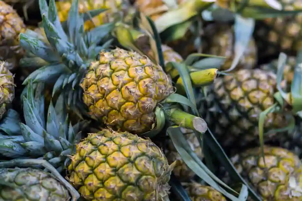 Windward Mall Farmers' Market