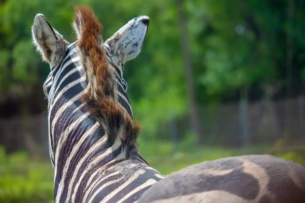 Aikman Wildlife Adventure