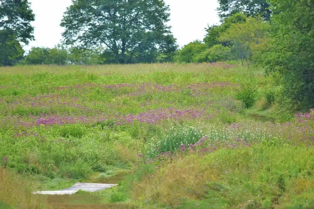 Bay Farm Trails