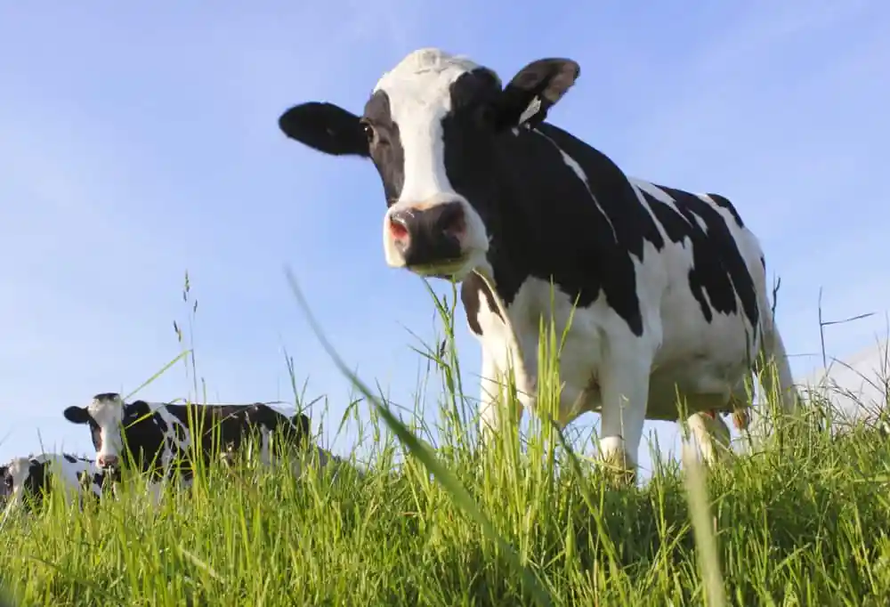 Cow