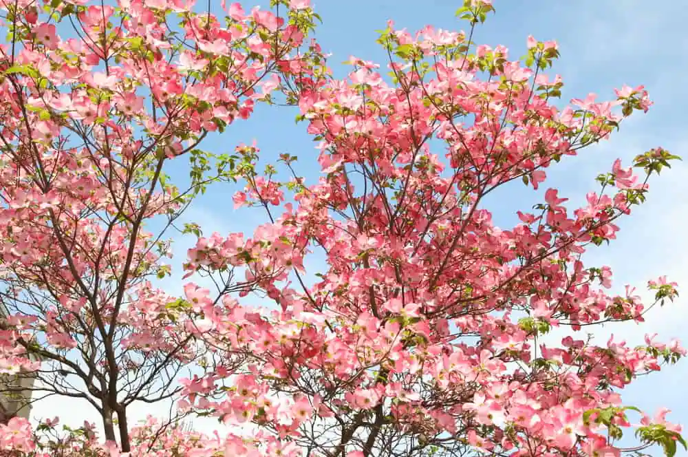 Dogwood Blossom