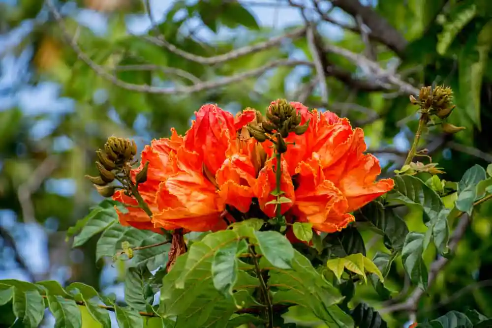 African Tulip