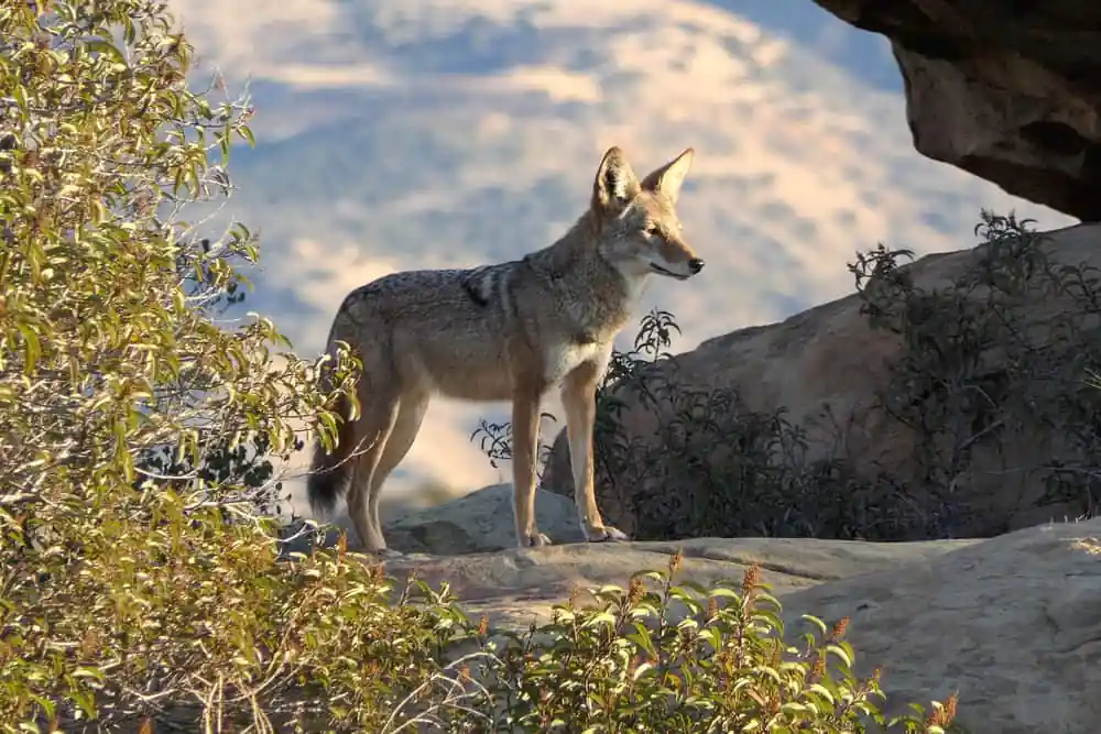 Santa Susana Pass State Historic Park
