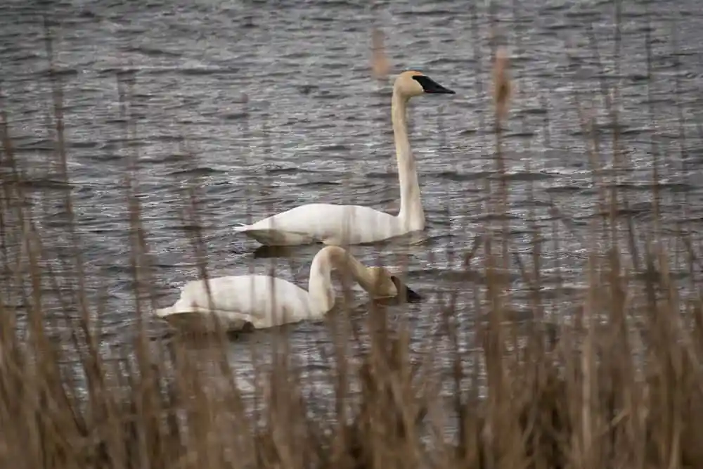 Lake Woollomes