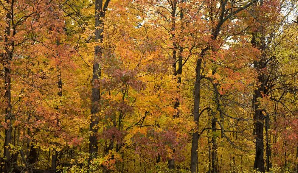 Happy Hollow Park