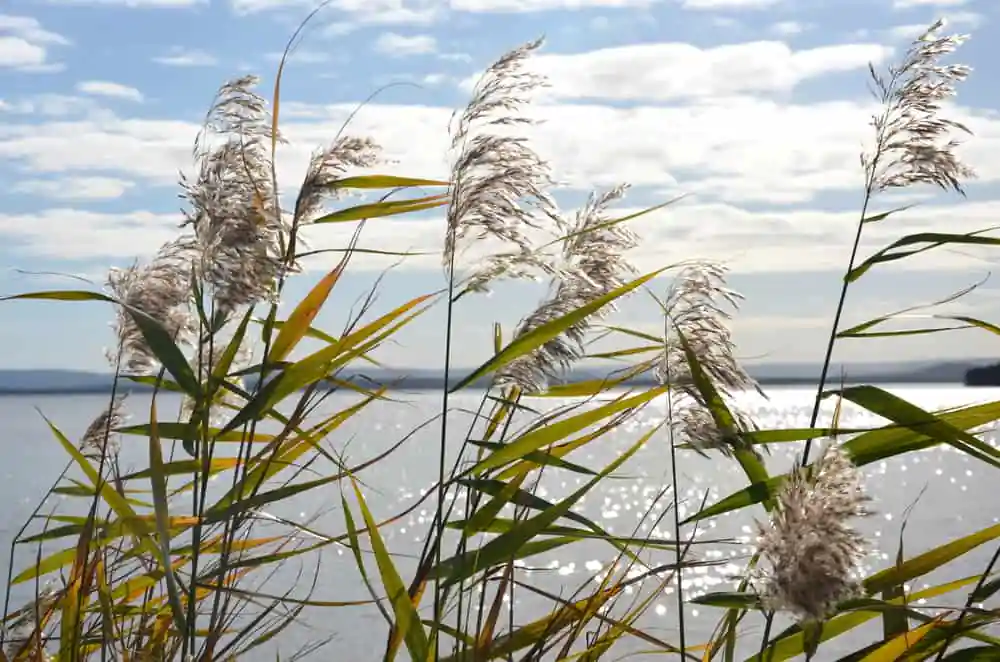 Lake Renwick Preserve