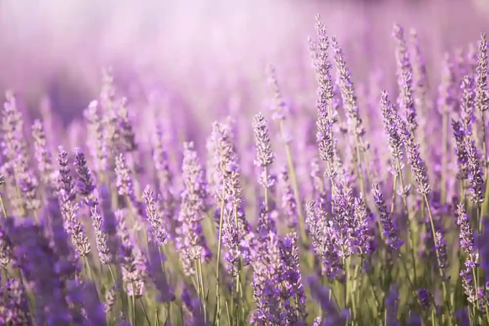 Lavender