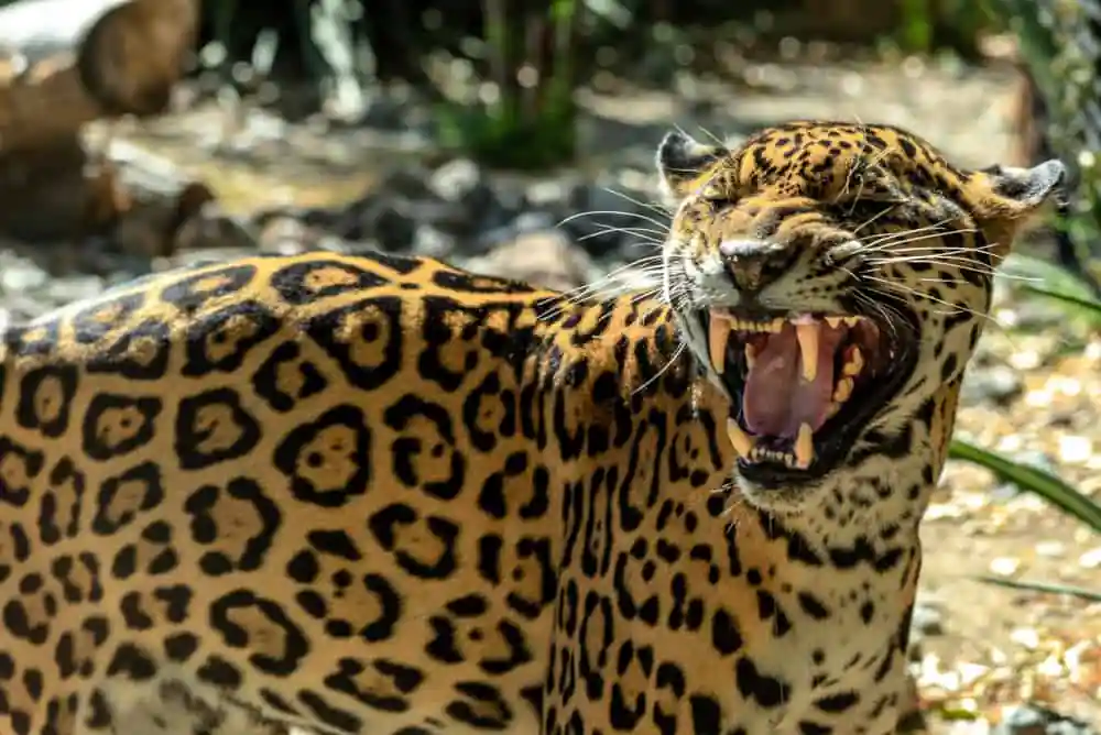 The Living Desert Zoo and Gardens