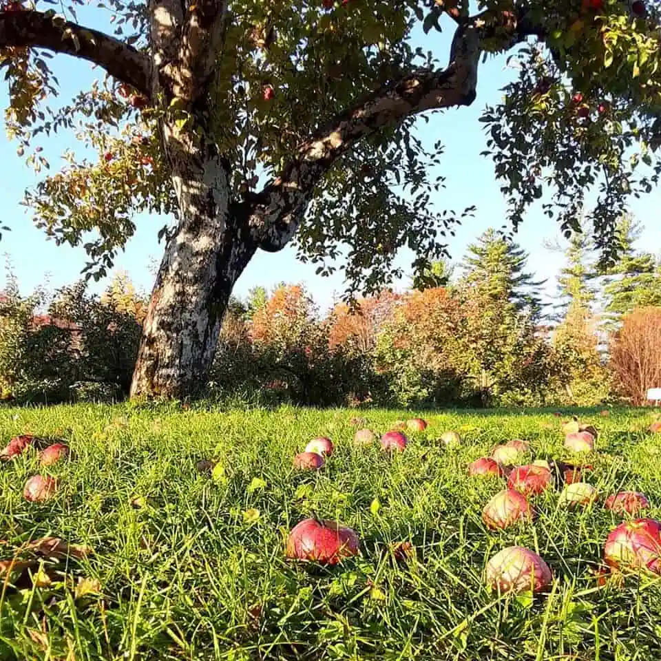 McDougal Orchards