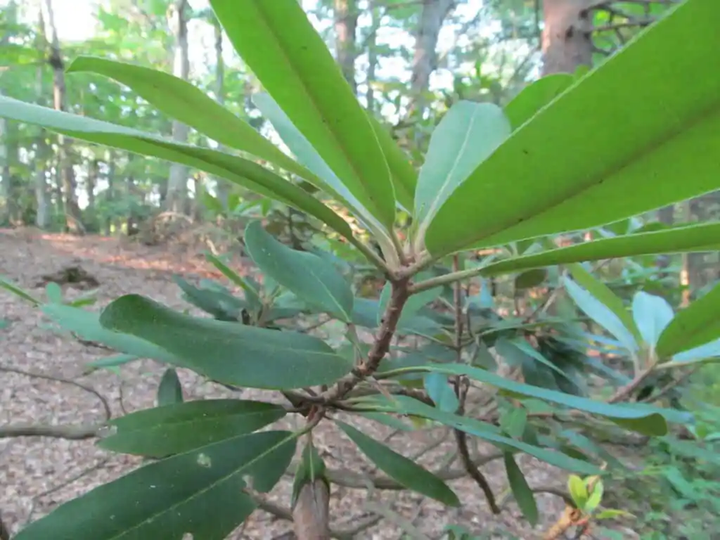 Medfield Rhododendron Reservation