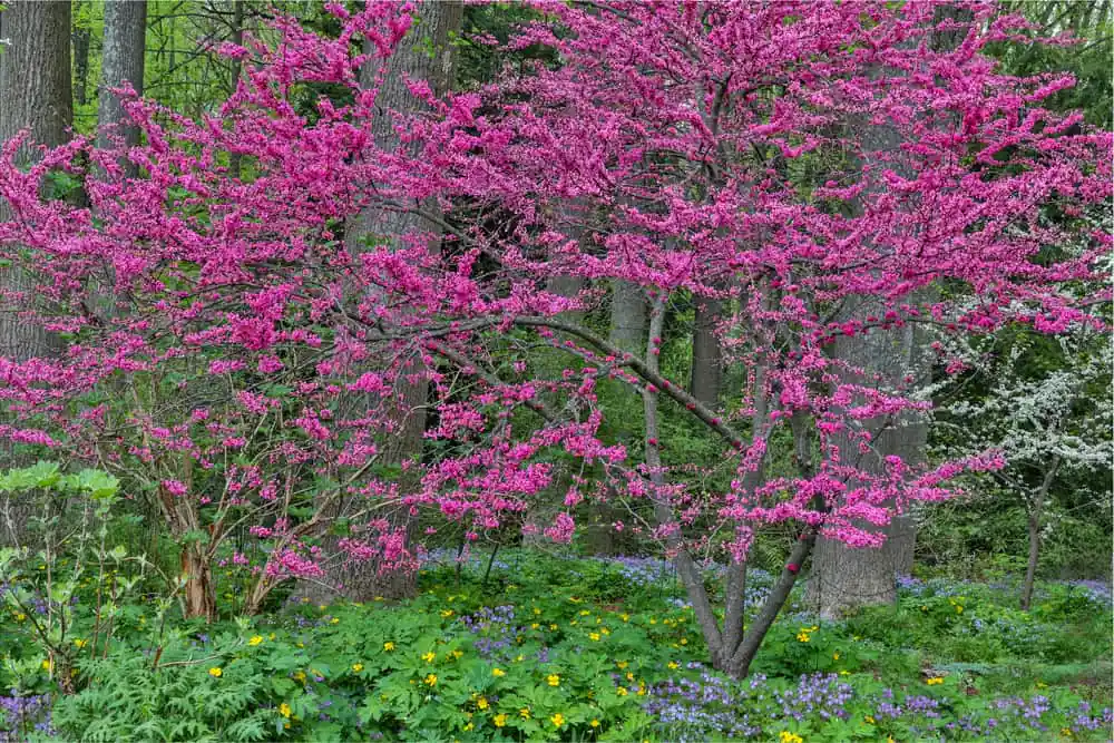 Mt. Cuba Center Botanical Garden