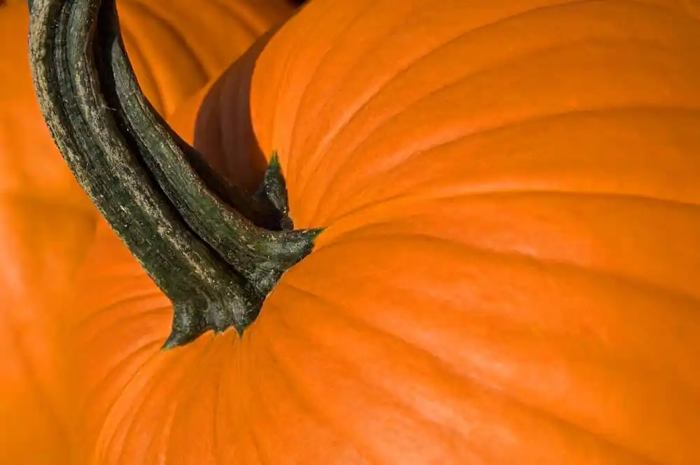 Pumpkin