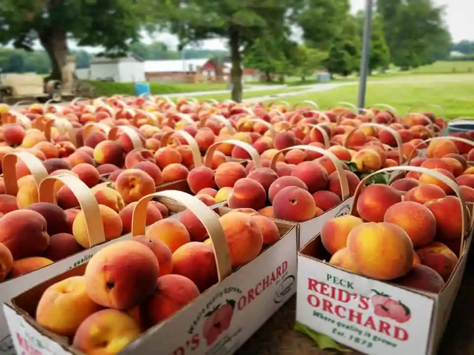 Reidβs Orchard