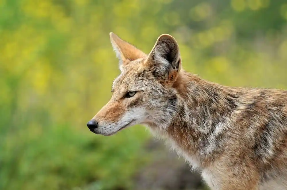Coyote
