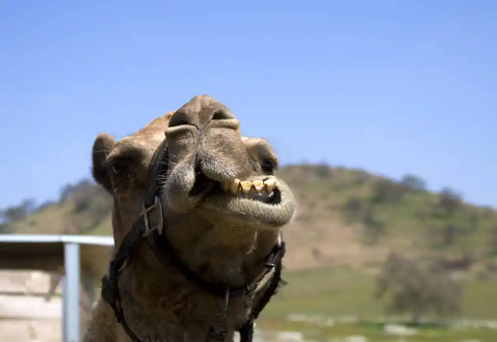 Oasis Camel Dairy
