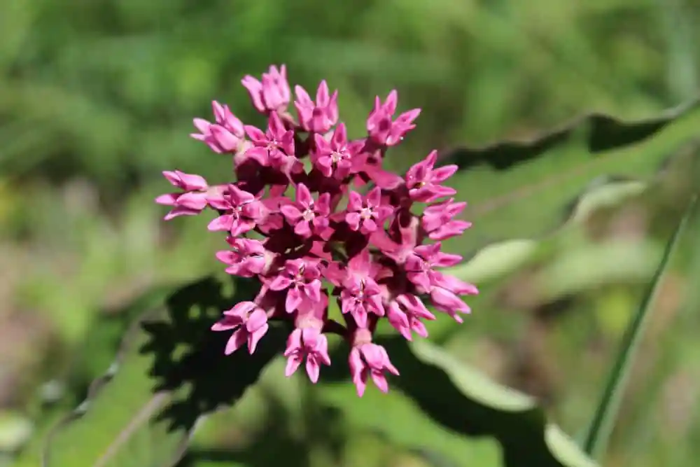West Chicago Prairie Forest Preserve