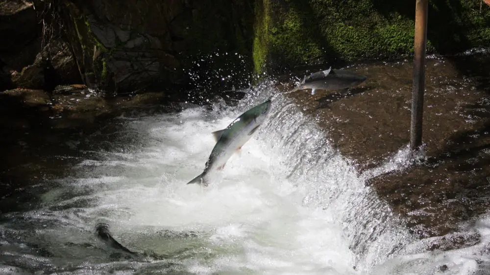 Bear Creek Weir