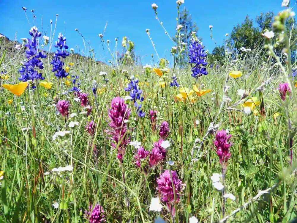 Butte Creek Ecological Preserve