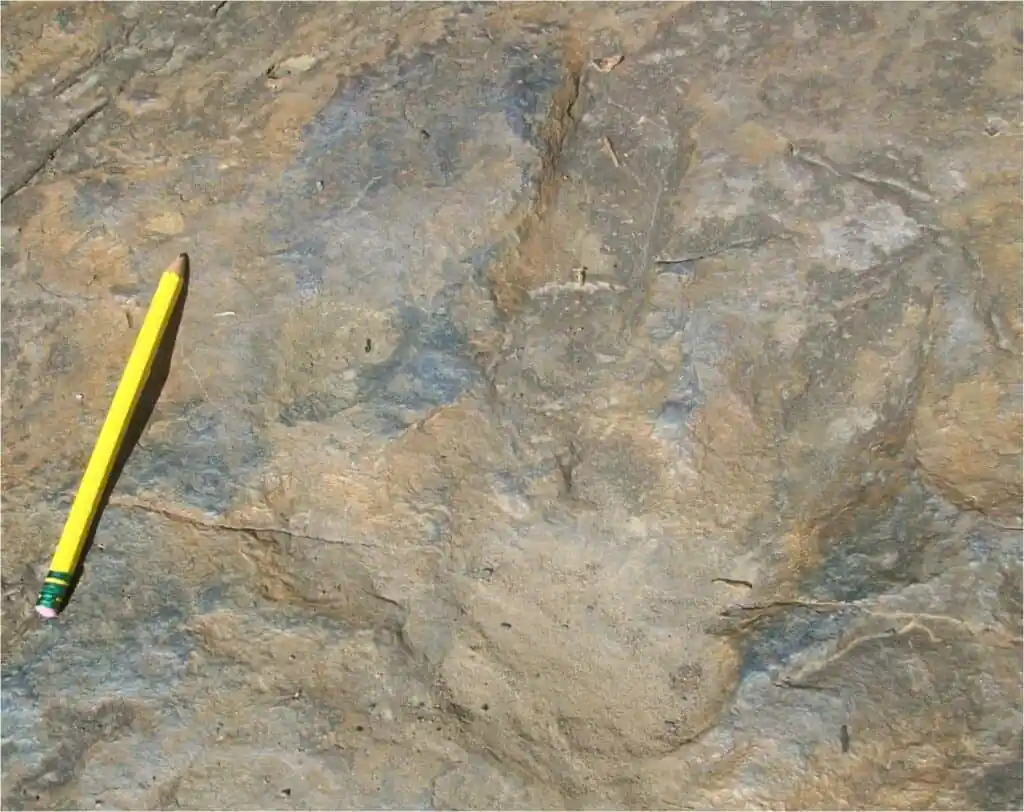 Holyoke Dinosaur Footprints