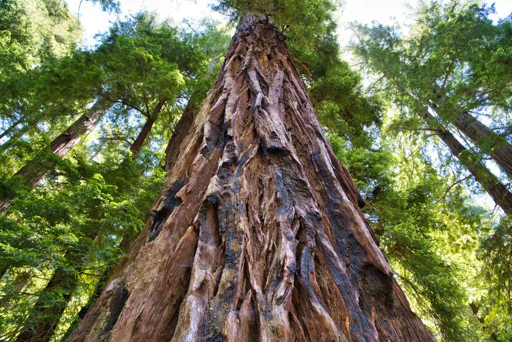 Big Basin Redwoods State Park