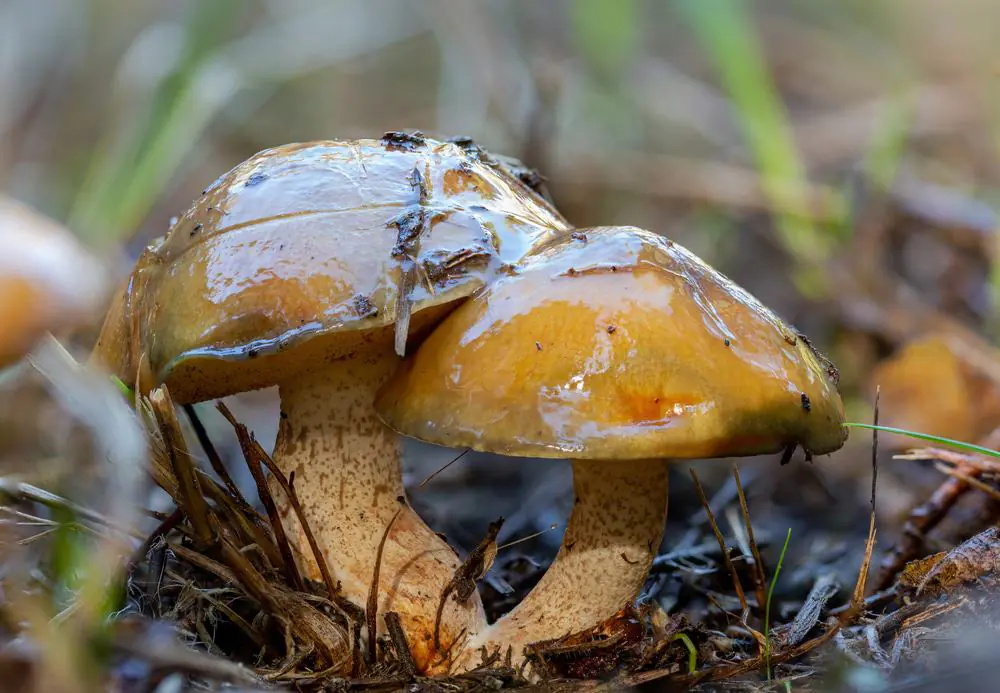 Wild Mushrooms