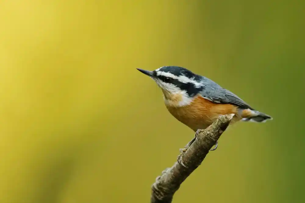Red-breasted Nuthatch