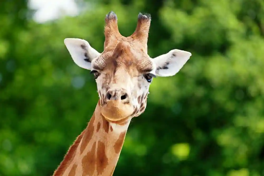Giraffe