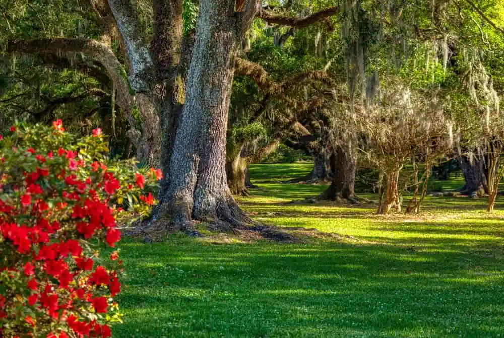 Jungle Gardens