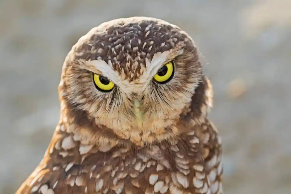 Burrowing Owl