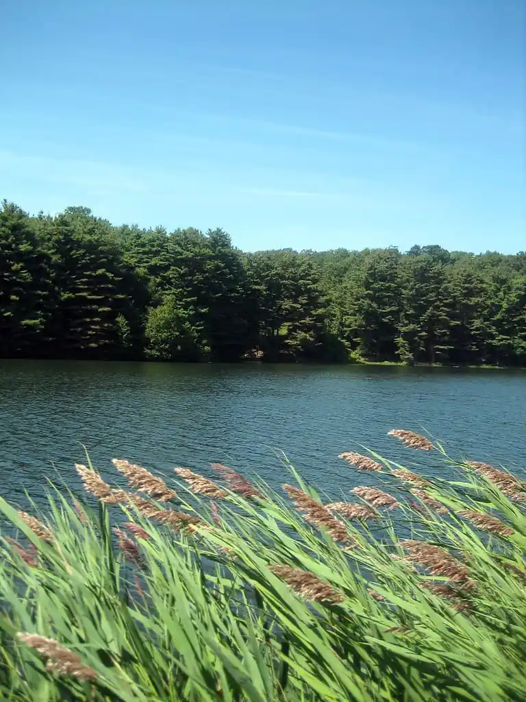 Maltby Lakes