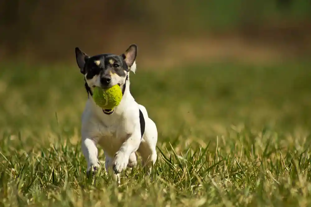 Dog Park