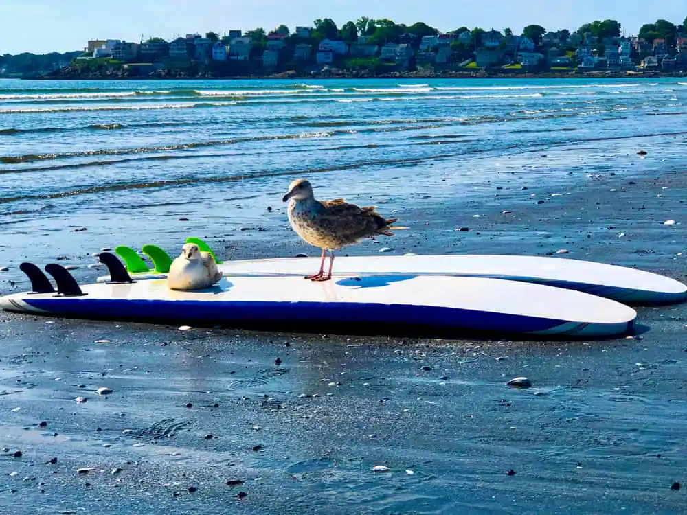 Nahant Beach Reservation