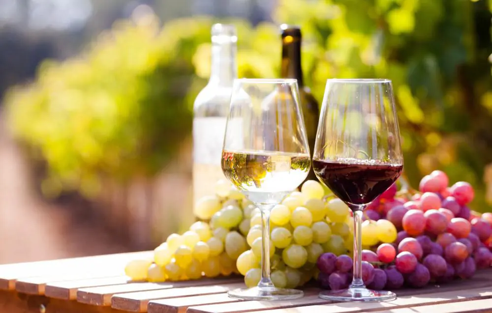 Vineyard