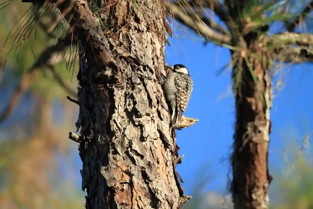 Red-cockaded Woodpecker