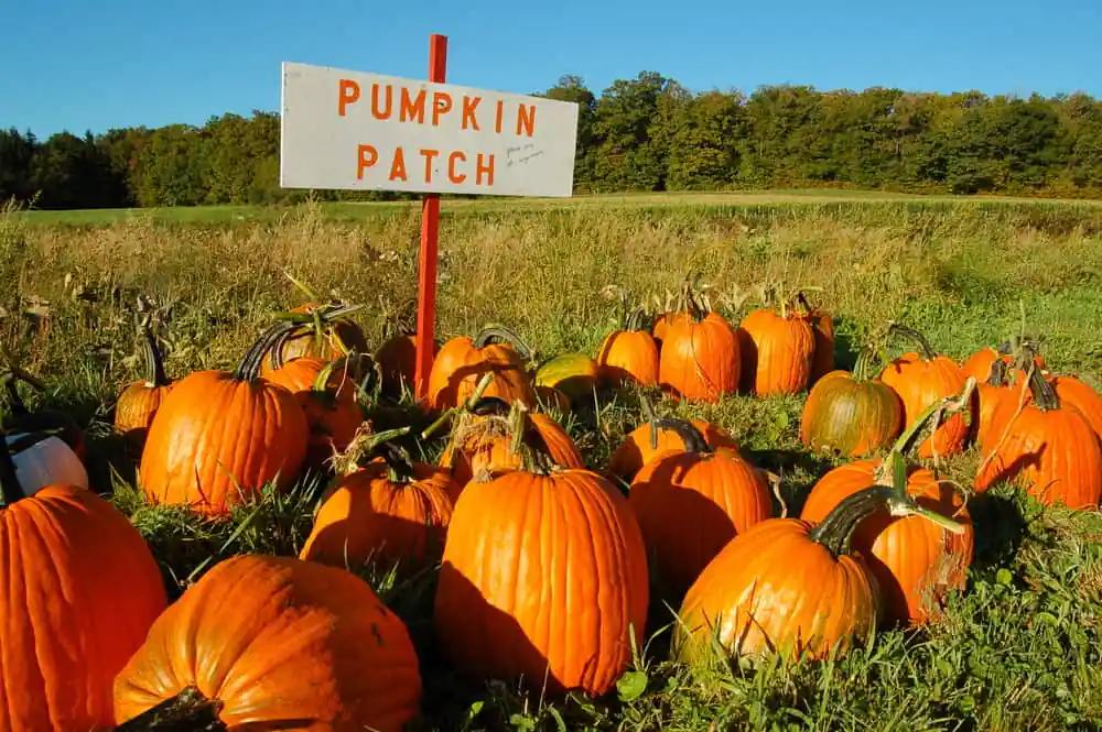 Pumpkin Patch Festival