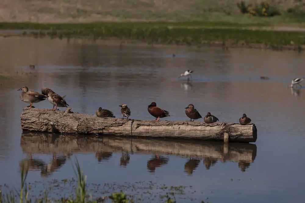 San Joaquin Wildlife Sanctuary