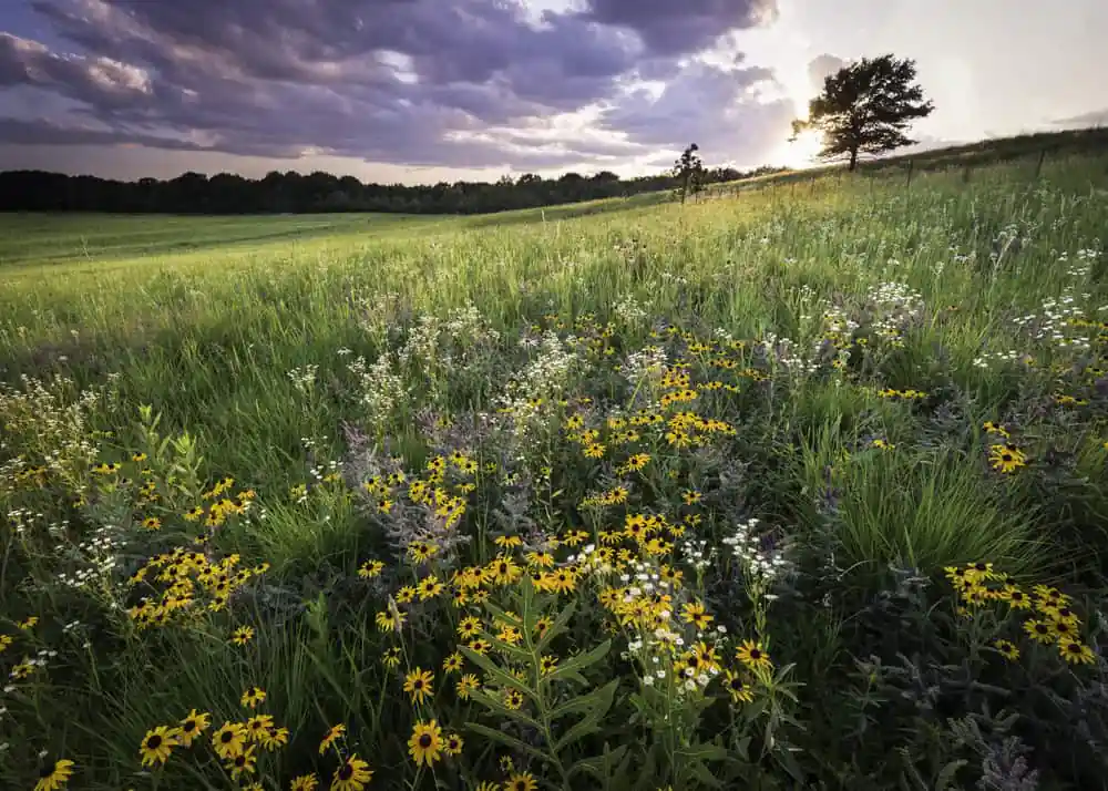 Shoe Factory Road Prairie Nature Preserve