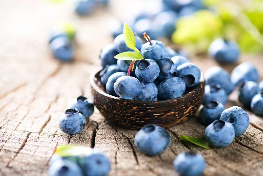 Stewart's Blueberries