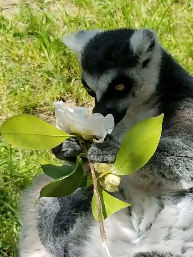 Micke Grove Zoo