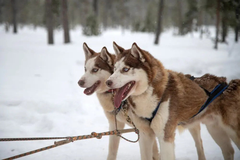 Dog Mushing