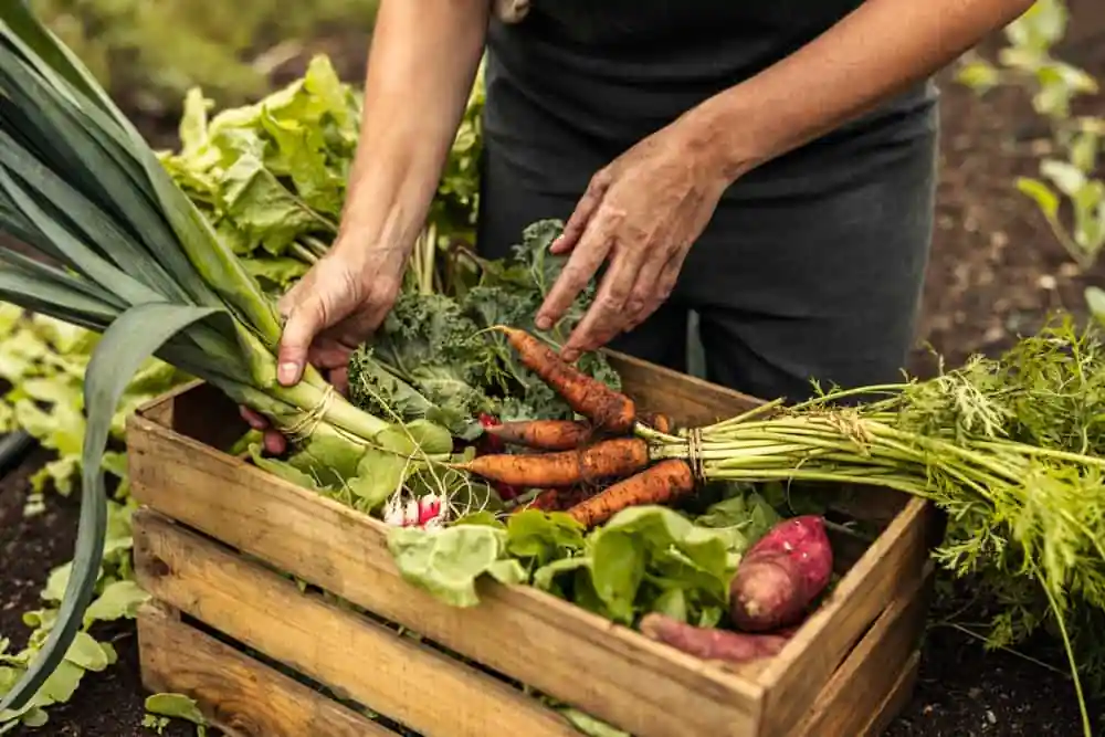 Vegetables