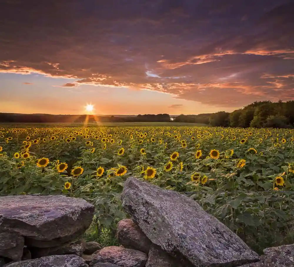 Buttonwood Farm