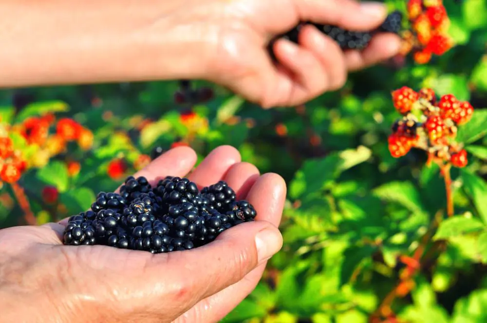 Blackberries
