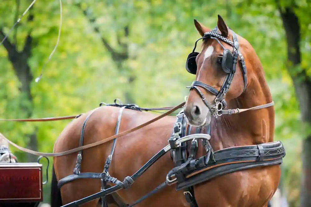 Carriage Ride