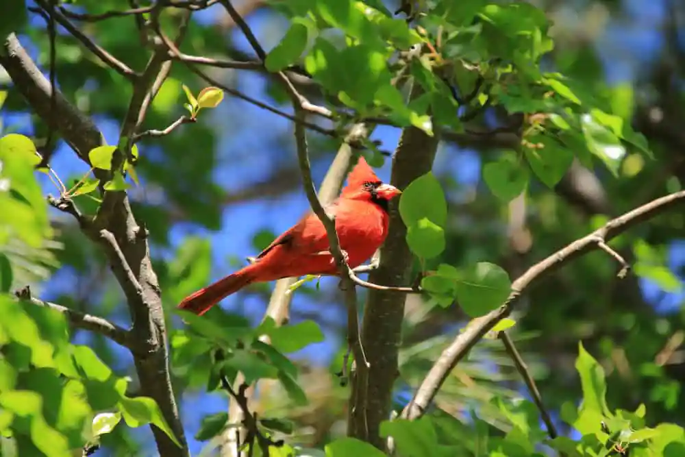 Red-feathered Cardinal