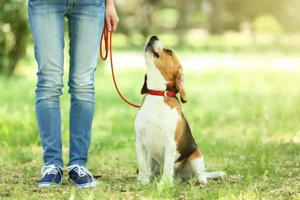 Walking the Dog