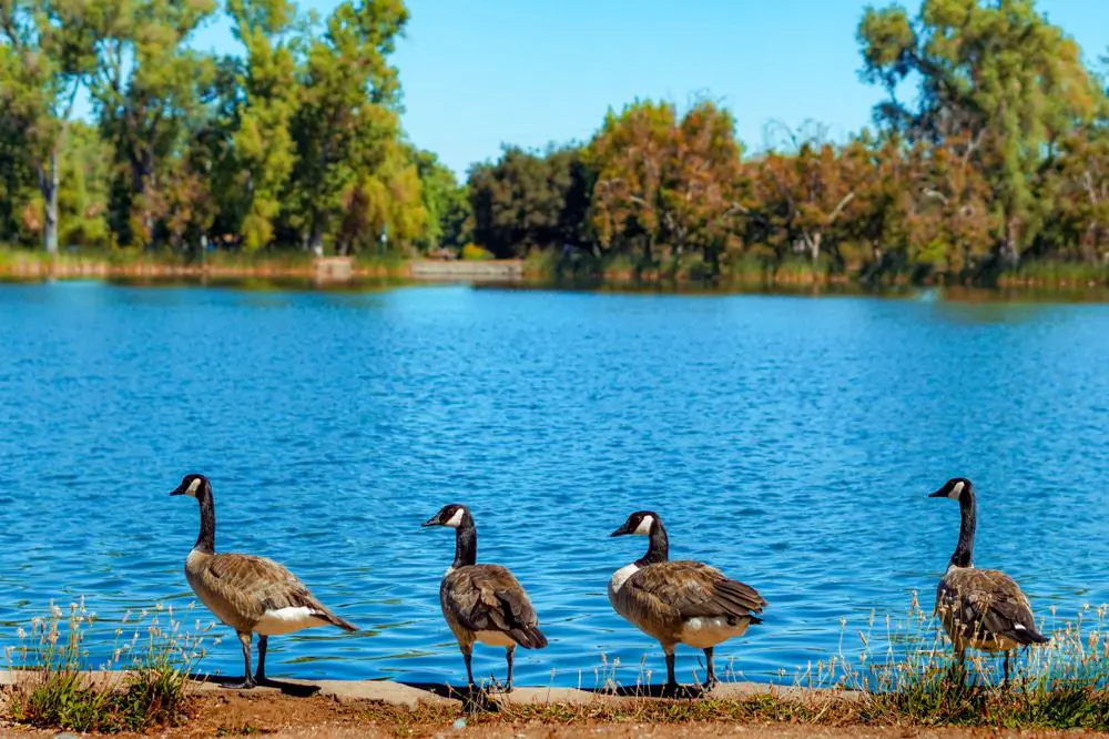 Lodi Lake Park