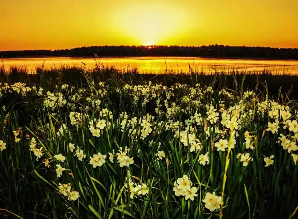 Lake Monticello